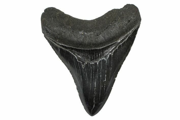 Serrated, Fossil Megalodon Tooth - North Carolina #378098